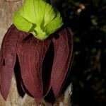 Sapranthus palanga flower picture by Nelson Zamora Villalobos (cc-by-nc)