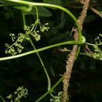 Cissampelos andromorpha fruit picture by Nelson Zamora Villalobos (cc-by-nc)