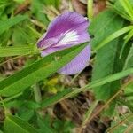 Centrosema virginianum flower picture by Carrie Palmer (cc-by-sa)