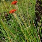 Kleinia picticaulis habit picture by susan brown (cc-by-sa)