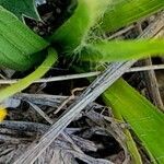 Hypoxis decumbens leaf picture by Trap Hers (cc-by-sa)