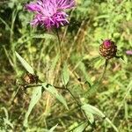 Centaurea jacea flower picture by Maligne Alice (cc-by-sa)