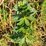 Galium pusillum habit picture by agathaha (cc-by-sa)