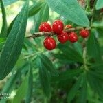 Daphne alpina fruit picture by Marine Sahut d'Izarn (cc-by-sa)