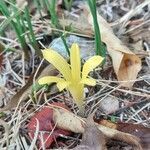 Sternbergia colchiciflora flower picture by Maria Taria (cc-by-sa)