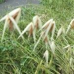 Avena sterilis fruit picture by rene laurens (cc-by-sa)