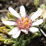 Werneria apiculata flower picture by Fabien Anthelme (cc-by-sa)