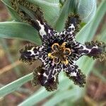 Ferraria crispa flower picture by Centeno Juan D (cc-by-sa)