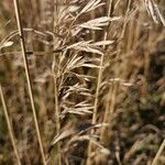 Bromus inermis fruit picture by Kandalore Norwester (cc-by-sa)