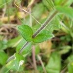 Cerastium semidecandrum leaf picture by cscoq (cc-by-sa)