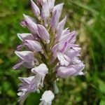 Orchis militaris flower picture by Rudolf Krejcik (cc-by-sa)