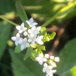 Galium papillosum flower picture by Diego Alex (cc-by-sa)