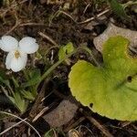 Viola alba habit picture by Patrice Bracquart (cc-by-sa)