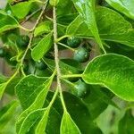 Celtis laevigata fruit picture by Gayle Judkins (cc-by-sa)