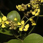 Stigmaphyllon lindenianum flower picture by Nelson Zamora Villalobos (cc-by-nc)