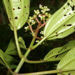 Miconia ciliata leaf picture by Nelson Zamora Villalobos (cc-by-nc)