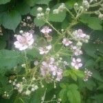 Rubus sulcatus flower picture by Karel Houdmont (cc-by-sa)