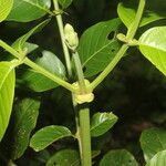 Uncaria tomentosa leaf picture by Nelson Zamora Villalobos (cc-by-nc)