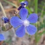 Anchusa strigosa flower picture by Mehmet Basbag (cc-by-sa)