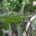 Solanum aculeastrum habit picture by Maarten Vanhove (cc-by-sa)