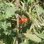 Solanum villosum habit picture by Paola (cc-by-sa)