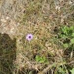 Catananche caerulea habit picture by Judicaël CASTAGNET (cc-by-sa)