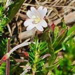 Epilobium stereophyllum flower picture by susan brown (cc-by-sa)