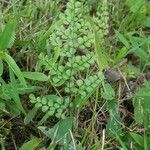 Adiantum venustum leaf picture by Mohinder Jamwal (cc-by-sa)