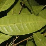 Licaria sarapiquensis leaf picture by Nelson Zamora Villalobos (cc-by-nc)