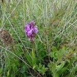 Dactylorhiza incarnata flower picture by Patrick Nard (cc-by-sa)