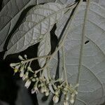 Solanum schlechtendalianum flower picture by Nelson Zamora Villalobos (cc-by-nc)