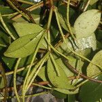 Peperomia glabella leaf picture by Nelson Zamora Villalobos (cc-by-nc)