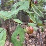 Prunus americana leaf picture by Taylor Shook (cc-by-sa)