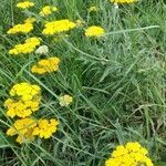 Achillea filipendulina habit picture by Jonathan Montagne (cc-by-sa)