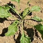 Beta vulgaris leaf picture by Stefadji Bombadoule (cc-by-sa)