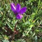 Campanula glomerata flower picture by Halbe Rudolf (cc-by-sa)