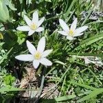 Ornithogalum umbellatum flower picture by Lionnel Alexandre (cc-by-sa)