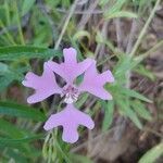 Clarkia pulchella flower picture by Linda Lawliss (cc-by-sa)