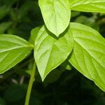 Monnina parasylvatica leaf picture by Nelson Zamora Villalobos (cc-by-nc)