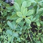 Baptisia tinctoria leaf picture by Dave Hannon (cc-by-sa)