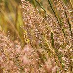 Agrostis capillaris habit picture by Sans Attaches (cc-by-sa)