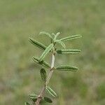 Helianthemum apenninum leaf picture by Nicolas Lagarrigue (cc-by-sa)