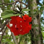 Cordia sebestena flower picture by claire Felloni (cc-by-sa)