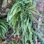 Asplenium trichomanes leaf picture by Chlad Martin (cc-by-sa)