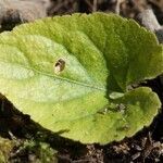 Viola alba leaf picture by Patrice Bracquart (cc-by-sa)