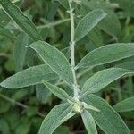 Buddleja albiflora leaf picture by John Sycorax (cc-by-sa)