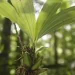 Paphinia cristata habit picture by R. Tournebize (cc-by-sa)