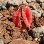 Hydnora abyssinica flower picture by susan brown (cc-by-sa)