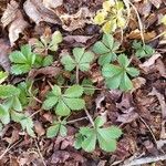 Potentilla canadensis leaf picture by arenda pace (cc-by-sa)