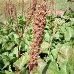 Rumex alpinus flower picture by Raffaello 2 Garofalo (cc-by-sa)